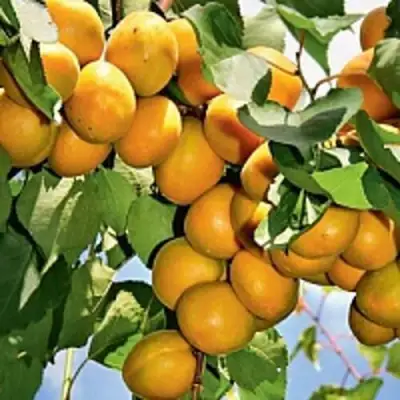 Абрикос БРЯНСКИЙ РАННИЙ в Осиповичах