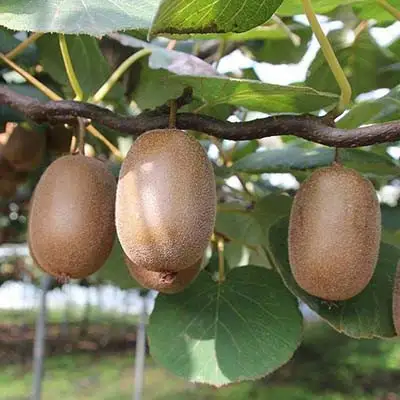 Актинидия ЗАКАРПАТЬЕ киви в Осиповичах