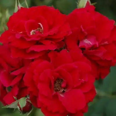 Роза ЧАМПЛЕЙН флорибунда в Осиповичах