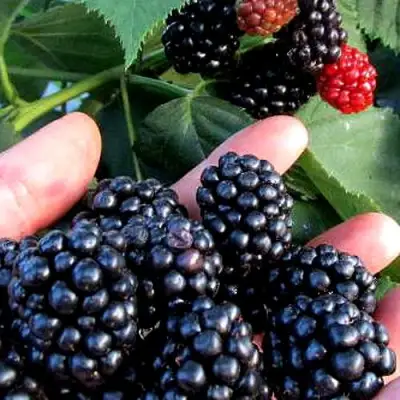 Ежевика ЭВЕРГРИН бесшипная  в Осиповичах