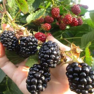 Ежевика НАВАХО бесшипная  в Осиповичах