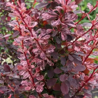 Барбарис РОУЗ ГЛОУ тунберга в Осиповичах