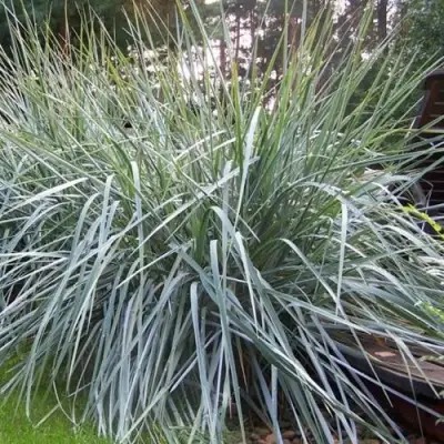 Элимус БЛЮ ДЮН песчаный в Осиповичах