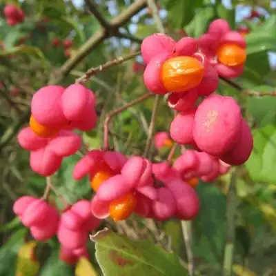 Бересклет ЕВРОПЕЙСКИЙ в Осиповичах