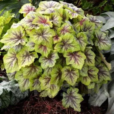 саженцы гейхеры