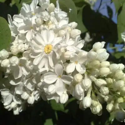 Сирень РОЧЕСТЕР в Осиповичах