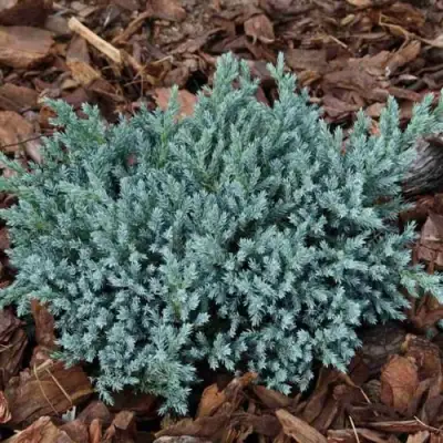 Можжевельник БЛЮ СПАЙДЕР чешуйчатый в Осиповичах