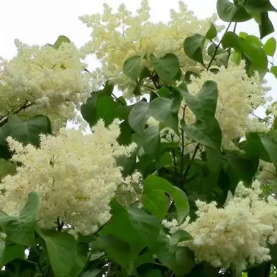 Сирень АМУРСКАЯ в Осиповичах