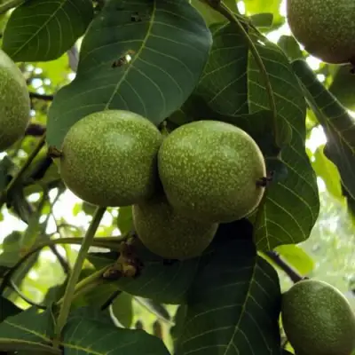 Грецкий орех ПИНСКИЙ в Осиповичах