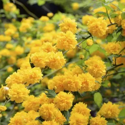 Керрия японская АУРЕОВАРИЕГАТТА в Осиповичах