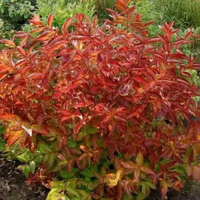 Вейгела ОГНЕННЫЕ КРЫЛЬЯ в Осиповичах