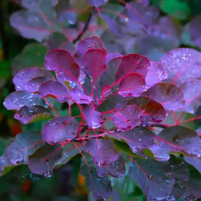 Скумпия ГРЕЙС в Осиповичах