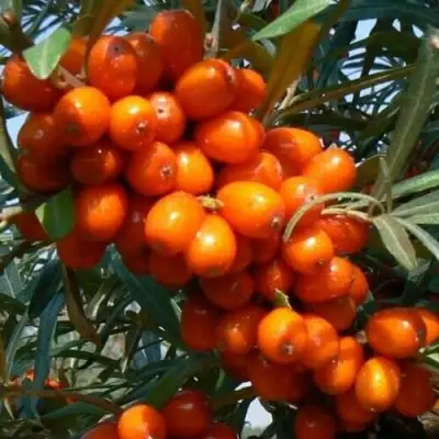 Облепиха ПЛАМЕННАЯ в Осиповичах