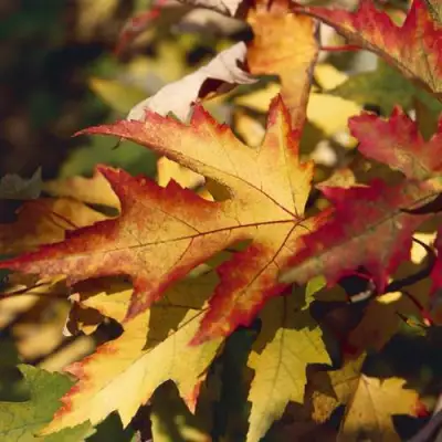 Клен серебристый в Осиповичах