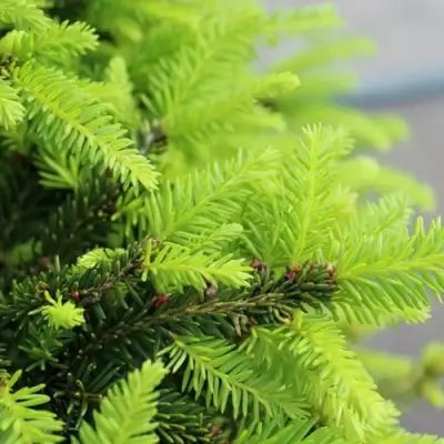 Ель НИДИФОРМИС обыкновенная в Осиповичах