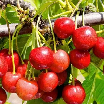 Черешня БЮТТНЕРА КРАСНАЯ в Осиповичах