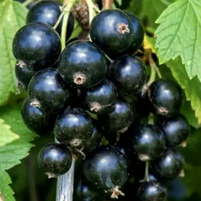 Смородина чёрная СЕЛЕЧЕНСКАЯ в Осиповичах