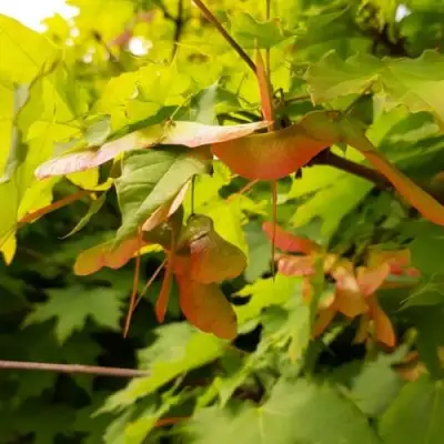 Клен ложноплатановый в Осиповичах