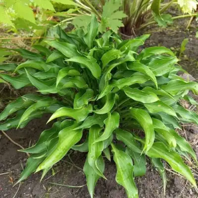 Хоста ГАРРИ ВАН ТРИЕР в Осиповичах