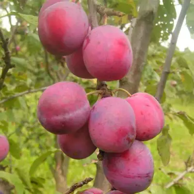 Слива ЭДИНБУРГСКАЯ в Осиповичах