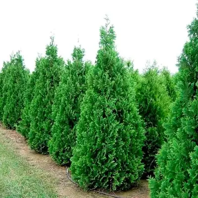 Туя СПИРАЛИС западная в Осиповичах