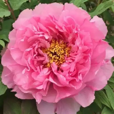 Пион РОЗОВЫЙ ЛОТОС древовидный в Осиповичах