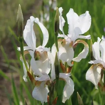 Ирис АЛЬБА сибирский в Осиповичах