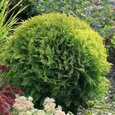 Туя ЕЛЛОУ ГЛОБ западная в Осиповичах