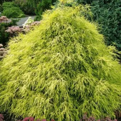 Кипарисовик ФИЛИФЕРА АУРЕА горохоплодный в Осиповичах