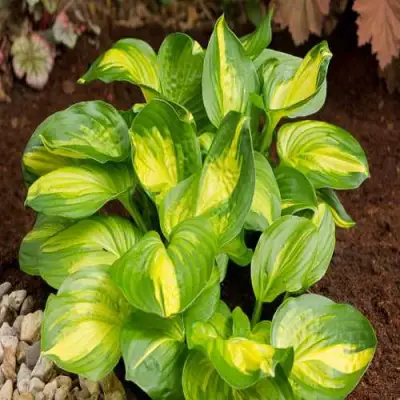 Хоста ЭМЕРАЛЬД ЧАРДЖЕР гибридная в Осиповичах