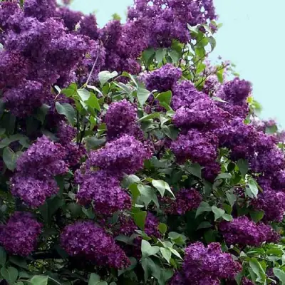 Сирень ИНДИЯ в Осиповичах