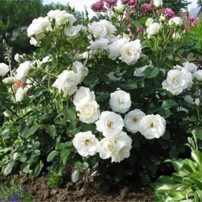 Роза АЛАБАСТЕР флорибунда в Осиповичах