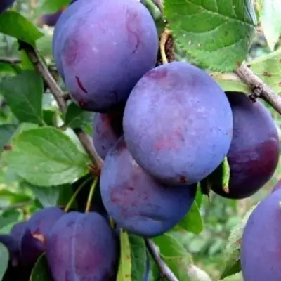 Слива ПЕРДРИГОН в Осиповичах