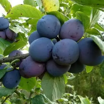 Слива КРОМАНЬ в Осиповичах