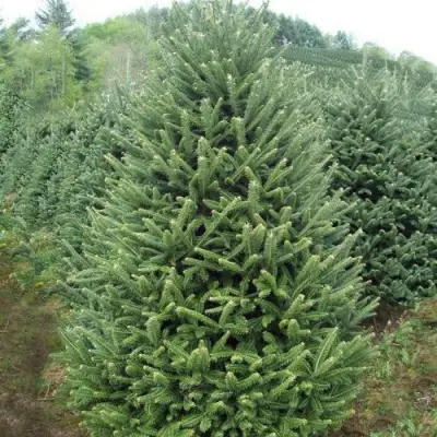 Пихта ФРАЗЕРА в Осиповичах