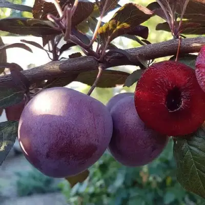 Слива ПАННА в Осиповичах