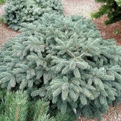 Ель НАНА сизая в Осиповичах