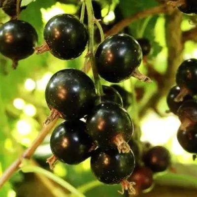 Смородина чёрная НАРА в Осиповичах