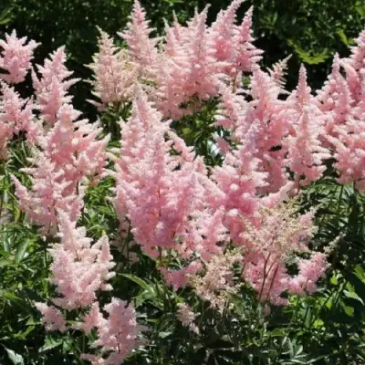 Астильба ГЛИТТЕР ЭНД ГЛАМУР китайская в Осиповичах