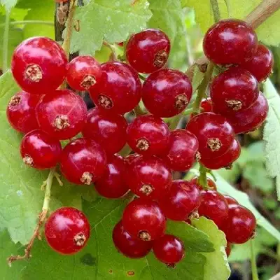 Смородина красная РОНДОМ в Осиповичах