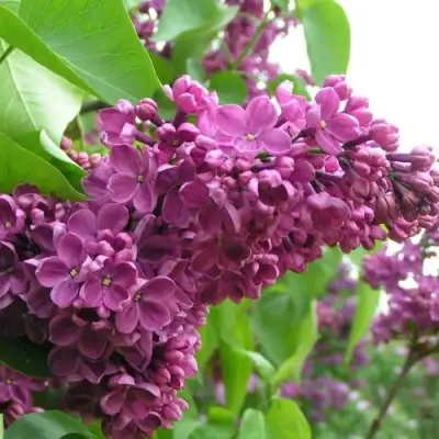 Сирень ДЕНЬ ПОБЕДЫ в Осиповичах