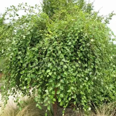 Береза САММЕР КАСКАД черная в Осиповичах