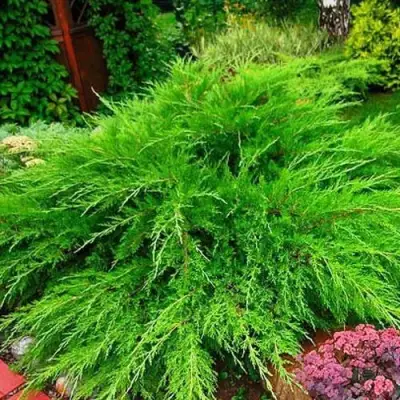 Можжевельник МИНТ ДЖУЛЕП средний в Осиповичах