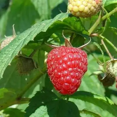 Малина КВЕЛЛИ в Осиповичах