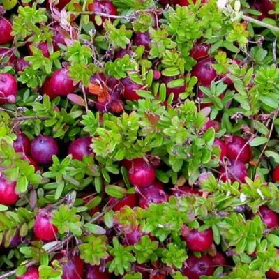 Клюква ПИЛИГРИМ в Осиповичах