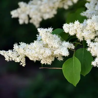 Сирень АМУРСКАЯ в Осиповичах