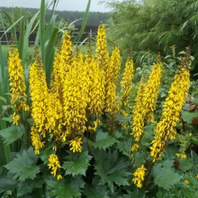 Бузульник ПРЖЕВАЛЬСКОГО в Осиповичах