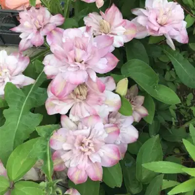 Клематис ИННОСЕНТ БЛАШ в Осиповичах