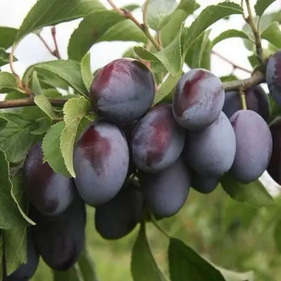 Слива РЕНКЛОД в Осиповичах