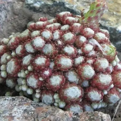 Молодило ГНАФАЛИУМ в Осиповичах